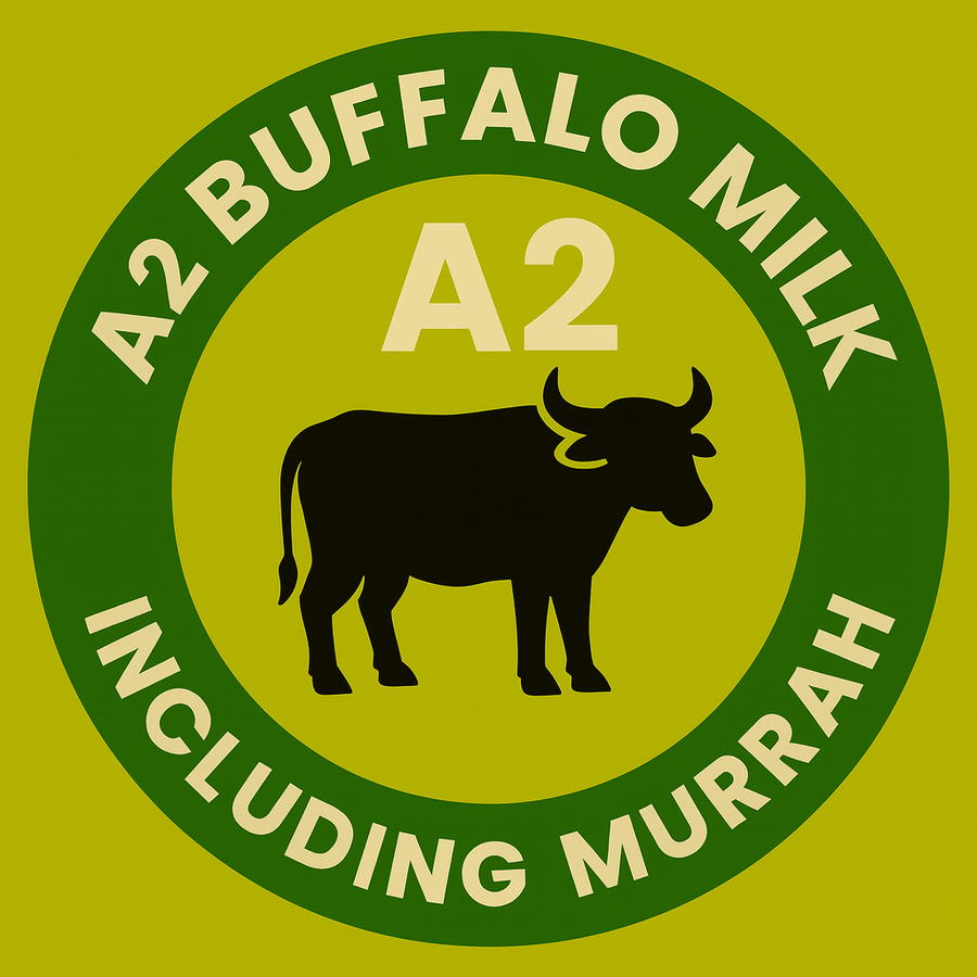 MORHAV® VEDA GHEE (FROM A2 BUFFALO MILK) | 100% Ayurvedic Bilona Method | Curd-Churned in Braham Mahurat | Grass-fed Buffalo A2 Milk |Lactose-Free | No Preservatives |  No Chemicals | Pesticide Residue not detected |  Keto-Friendly | Lab Tested